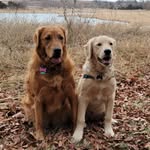 Hazel & Walter the Golden Duo - @hazelandwalterthegoldenduo - Instagram
