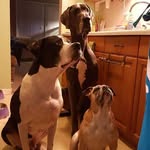 Riley Hazel and Walter. - @rileyhazelwalter - Instagram