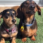 Walter & Hazel 🐾 - @walter.and.hazel - Instagram