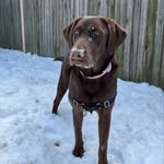 Hazel Warner - @haze.the.choc.lab - Instagram