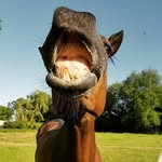 Hazel Watts - @solsticeleisurehorses - Instagram