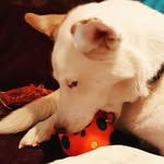 Hazel Watts - @4huskiesandblue - Instagram