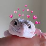 hazel’s weird pets - @hazelsweirdpets - Instagram