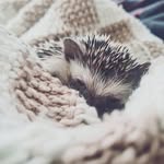 @weissbauchigel_hazel - Instagram