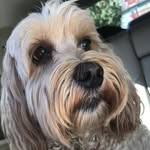 Hazel Wheaton - @howdy_its_hazel - Instagram