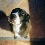Hazel Wheeler - @lady1man2kids1dog - Instagram