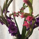 Hazel Wilkinson - @hewengland - Instagram