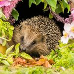 Hazel Wilkinson - @hazel.wilkinson.5015 - Instagram
