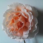 Hazel Williamson - @hazel.195252 - Instagram