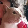 🦋Ello💕 - @hazel.wolf - TikTok