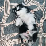 Hazel Husky - @hazel_wolf_husky - Instagram