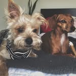 ℍ𝕒𝕫𝕖𝕝 & 𝕎𝕠𝕝𝕗𝕖 🎾 - @hazel.wolfe561 - Instagram
