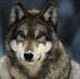 Hazel Wolfe - Facebook