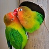 heart broken videos - @love_birds_5 - TikTok