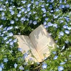 Aster Heath Bell Flower - Facebook