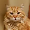 Heathcliff - @heathcliff.thecat - TikTok