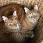 Heathcliff and Finneas - @heathcliffandfinneas - Instagram