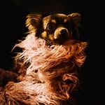 Heathcliff Arthur Pendragon - @heathcliff.chichi - Instagram