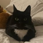 Mr Heathcliff (the cat) - @heathcliffthetuxedocat - Instagram