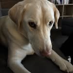 Heath Cobb - @goatpug29 - Instagram