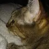 Heather Colvin - @heather.colvin4 - TikTok