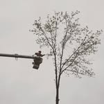 Heath&Howe - @hhtreeservice18 - Instagram