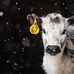 Heath Family Farms Randall Cattle - Facebook