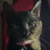 Pennsylvania final boss - @heath_boylstein_heheh - TikTok