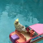Addilade-Malia Heather (Addy) - @addy_cockatiel - Instagram