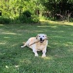 Heather Annis - @adkdogmom - Instagram