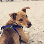 Heather Ayer - @hello_mellow_milo - Instagram