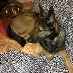 Heather Bacon - @mymaidog13 - Instagram
