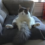 Heather Baines - @felixfur - Instagram