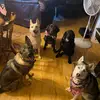 umustlovedogs - @heatherbertrand5 - TikTok