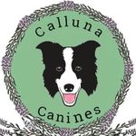 Heather Bicknell - @callunacanines - Instagram