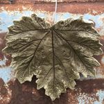 Heather Bryslan - @heatherbleaves - Instagram