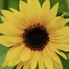 Heather Bonney - @heather.bonney1 - TikTok