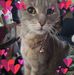 Heather Botti - Facebook