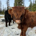 Jake and Heather Box - @rocky_box_ranch - Instagram