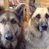heatherbuddle - @heatherbuddle - TikTok