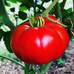 Heather Bunnell Thibeault - @cheeky_heirloom_tomatoes - Instagram