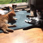 Heather Burdette - @hburdettecatlady - Instagram