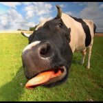 Heather Cardinal - @barkingcowchocolates - Instagram