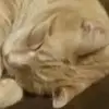heathercardinale4 - @heathercardinale4 - TikTok