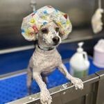 Heather Chaffin - @heatherandgusgus - Instagram