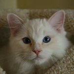 Heather Chong - @chongheather - Instagram