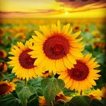 Heather Chong - @heather_chong_9012 - Instagram
