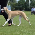 Heather Cleaver - @whits_end_whippets - Instagram
