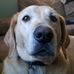 Heather Lekom Comeau - Facebook