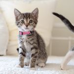 Heather Connors - @fostering.kittens_ - Instagram